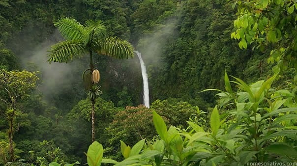 Nomes Florestas Tropicais