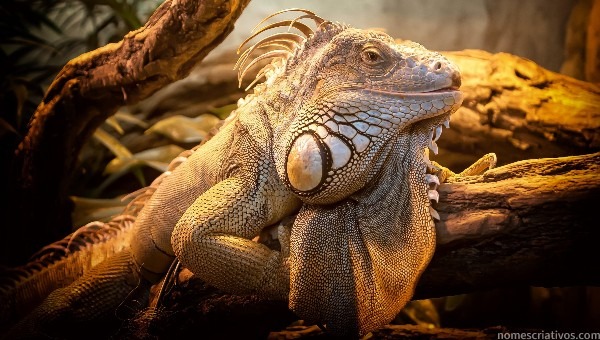 Nomes Iguana