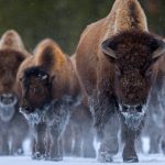 Nomes bisonte