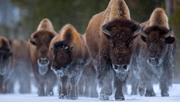 Nomes bisonte