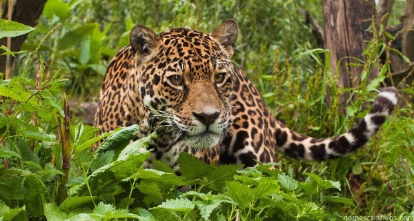 Nomes jaguar