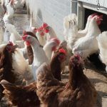 75 Nomes Criativos para Empresas de Avicultura Nomes empreses avicultura