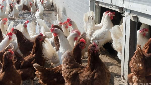 Nomes empreses avicultura