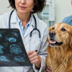 75 Nomes Criativos para Clínicas Veterinárias Nomes clinicas veterenarias
