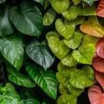 75 Nomes Criativos para Plantas Nomes plantas