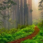 75 Nomes Criativos para Bosques Nomes Bosques