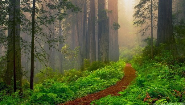 Nomes Bosques