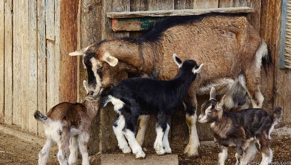 Nomes Cabras