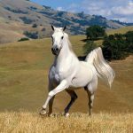 75 Nomes Criativos para Cavalos Branco Nomes Cavalos Branco