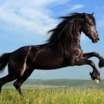 75 Nomes Criativos para Cavalos Preto Nomes Cavalos Preto