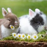 150 Nomes Criativos para Coelhos Nomes Coelho