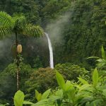 75 Nomes Criativos para Florestas Tropicais Nomes Florestas Tropicais