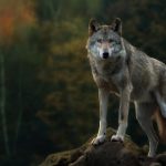 75 Nomes Criativos para Lobos Nomes Lobos