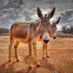 75 Nomes Criativos para Mulas Nomes Mulas