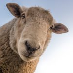 75 Nomes Criativos para Ovelhas Nomes Ovelhas