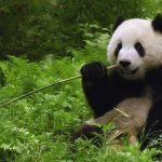 75 Nomes Criativos para Pandas Nomes Panda