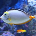 75 Nomes Criativos para Peixes Nomes Peixes