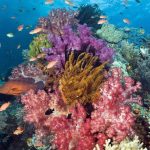 75 Nomes Criativos para Recifes de Coral Nomes Recife Coral