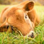 75 Nomes Criativos para Vacas Nomes Vacas