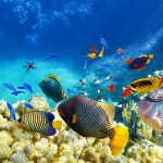 75 Nomes Criativos para Barreiras de Coral Nomes barreira coral