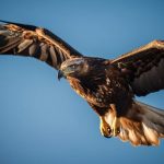75 Nomes Criativos para Falcões Nomes falcoes
