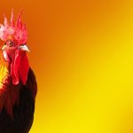 75 Nomes Criativos para Galos Nomes galos