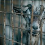 75 Nomes Criativos para Movimentos de Defesa dos Animais Nomes movimentos defesa animal