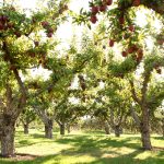 75 Nomes Criativos para Pomares Nomes pomar