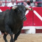 75 Nomes Criativos para a Festa Brava Nomes festa brava