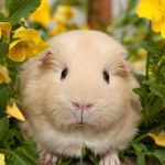 75 Nomes Criativos para Hamsters Nomes hamster