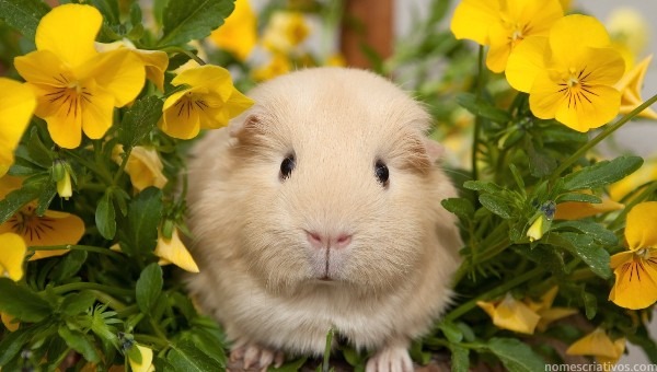 Nomes hamster