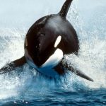 150 Nomes Criativos para Orcas Nomes orcas