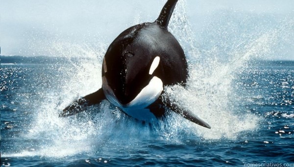 Nomes orcas