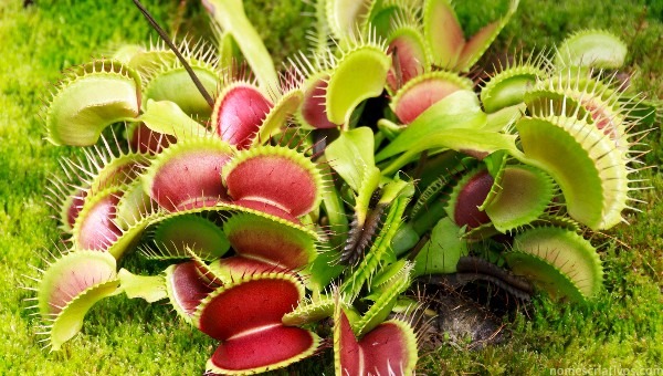 Nomes plantas carnivoras