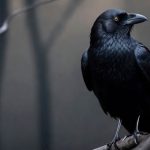75 Nomes Criativos para Corvos Nomes corvos