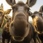 75 Nomes Criativos para Burros Nomes burros
