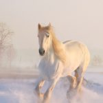75 Nomes Criativos para Cavalos Brancos Nomes cavalos brancos